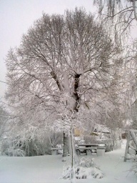 Lípa v zimě 2012